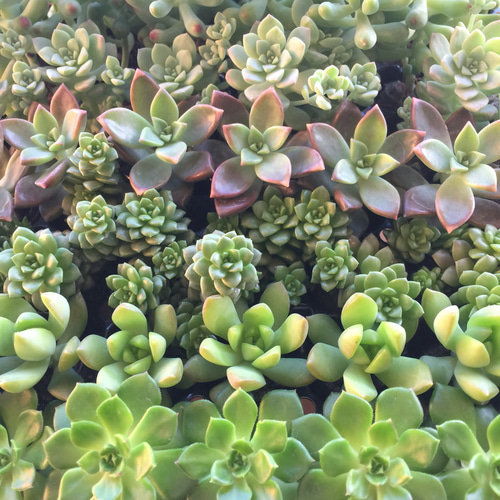 根付き苗7個セット♡お得♡寄せ植えセット♡多肉植物♡セダム