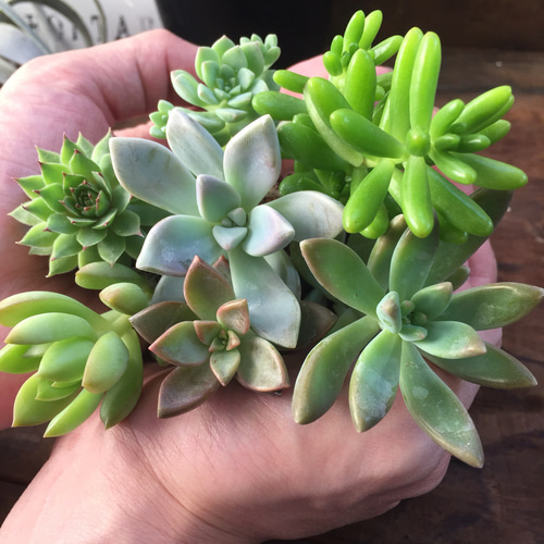 根付き苗7個セット♡お得♡寄せ植えセット♡多肉植物♡セダム