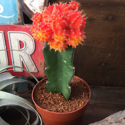 特大♡3倍の大きさ♡緋牡丹♡丹頂♡育児書つき♡多肉植物♡サボテン