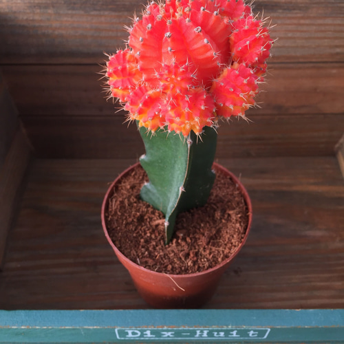 特大♡3倍の大きさ♡緋牡丹♡丹頂♡育児書つき♡多肉植物