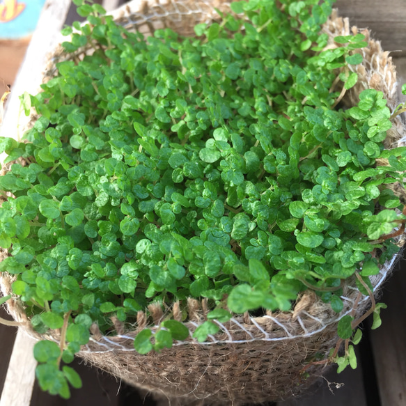 麻布アレンジ♡ベビーティアーズ♡緑♡ポットごと♡天使の涙♡観葉植物 