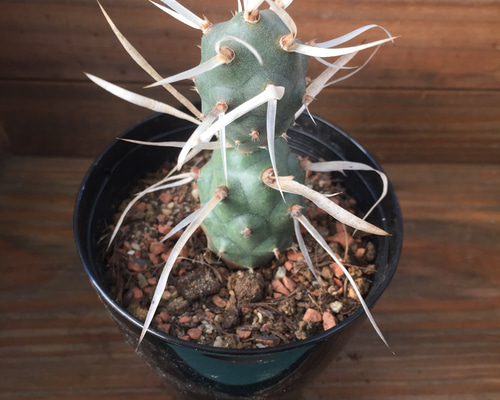 プテロカクタス、テロケファラフルセット＋テフロカクタス２０種おまけ テフロカクタス・ジオメトリクス | Botanical Archive