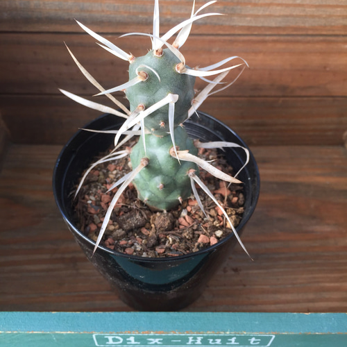 レアサボテンコレクション・テフロカクタス属・ブルチーinわけけのお店 レアサボテンコレクション・テフロカクタス属・ブルチーinわけけのお店