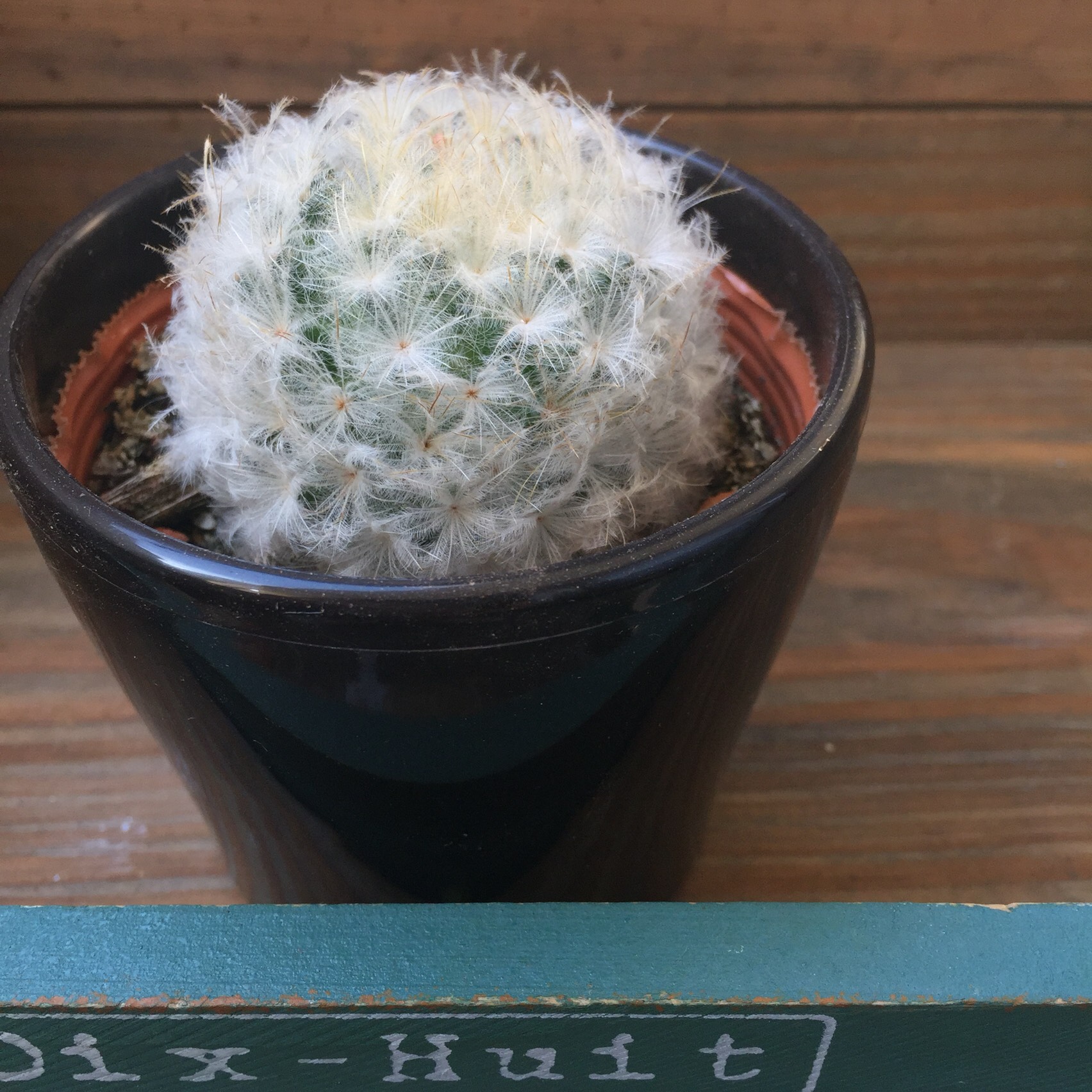 フワフワ♡鉢つき♡サボテン♡白星♡ウサギのほっぺ♡多肉植物 リース
