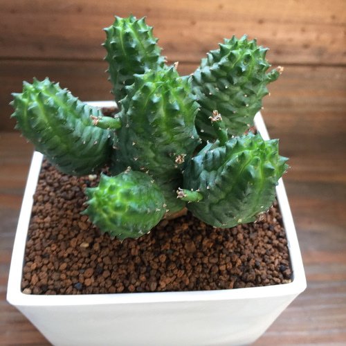 3個のみ入荷♡サボテンみたいな多肉植物♡ユーフォルビア♡グリーン