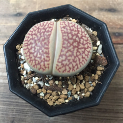 多肉植物リトープス　巴里玉　6点カラフルセット　1センチ以上　S21　匿名発送 楽天市場】多肉植物 リトープス 網目 巴里玉 6cmポット 観葉植物