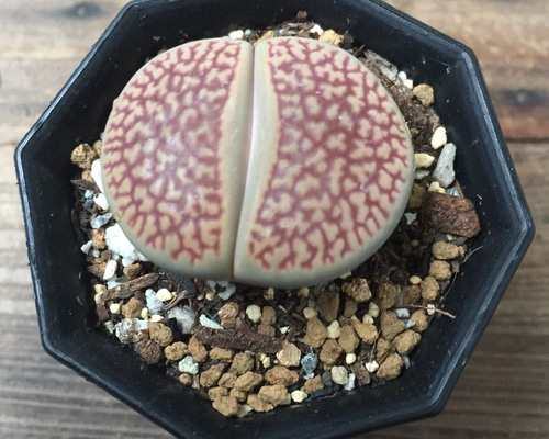 多肉植物リトープス 巴里玉 6点カラフルセット 1センチ以上 S21 匿名