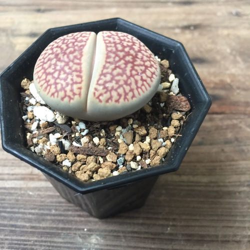 多肉植物リトープス　巴里玉　6点カラフルセット　1センチ以上　S21　匿名発送 楽天市場】多肉植物 リトープス 網目 巴里玉 6cmポット 観葉植物