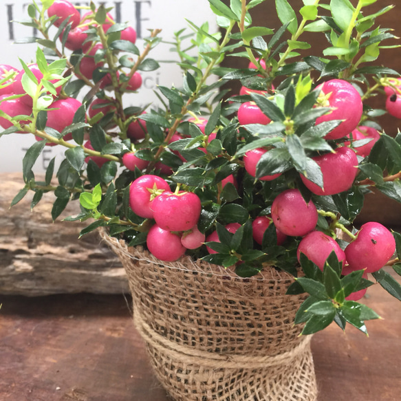 麻布アレンジ♡クリスマスに♡パールツリー♡レッド♡観葉植物♡多肉植物♡ 1枚目の画像