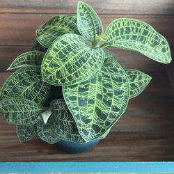 大株♡光る葉脈♡ジュエルオーキッド♡宝石蘭♡観葉植物♡多肉植物
