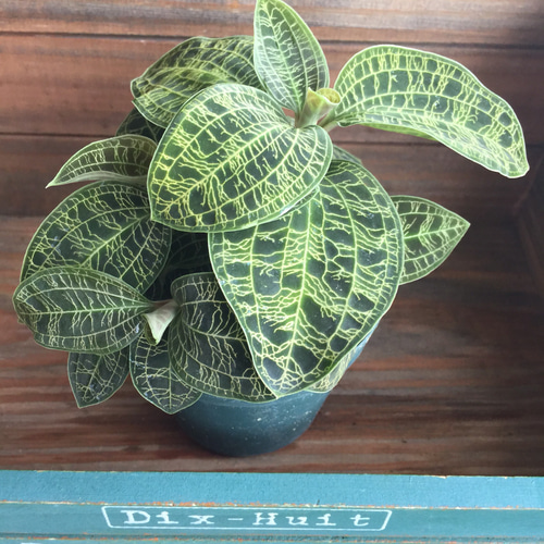 大株♡光る葉脈♡ジュエルオーキッド♡宝石蘭♡観葉植物♡多肉植物