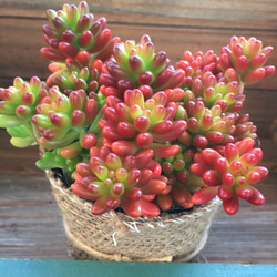 麻布アレンジ♡ポットごと♡虹の玉♡紅葉♡多肉植物♡ガーデニング 3枚目の画像