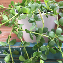 アレンジセット♡イザベル＋白丸鉢♡観葉植物♡ガーデニング♡多肉植物♡インテリア 3枚目の画像