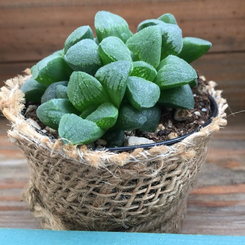 マキさんご確認用 ハオルチア マキさんご確認用 ハオルチア