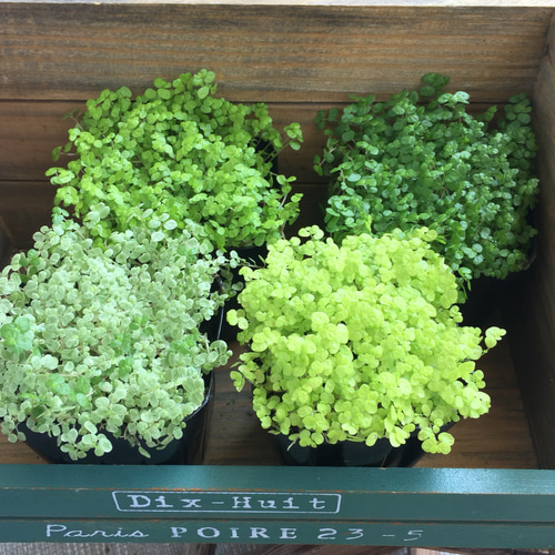 SALE♡ベビーティアーズ4個セット♡観葉植物♡ポットごと 