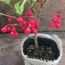 麻布アレンジ♡縁起物♡真っ赤な実♡金運アップ♡万両♡観葉植物♡多肉植物♡ 2枚目の画像