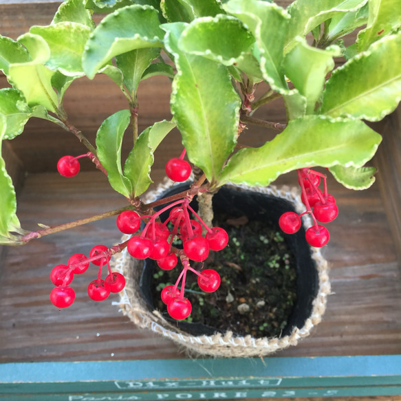 麻布アレンジ♡縁起物♡真っ赤な実♡金運アップ♡万両♡観葉植物♡多肉植物♡ 3枚目の画像