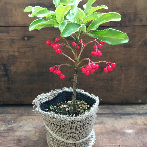 麻布アレンジ♡縁起物♡真っ赤な実♡金運アップ♡万両♡観葉植物♡多肉植物♡ 5枚目の画像