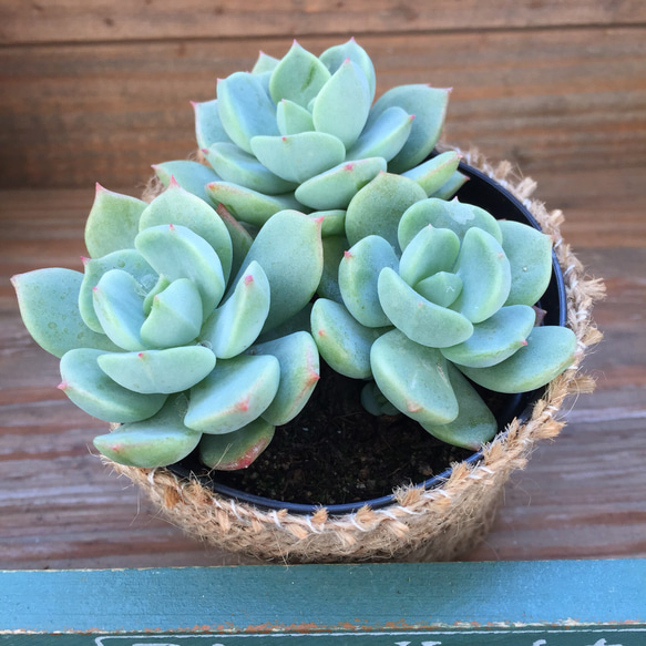 ダイヤモンドアートクラブ DAC （多肉植物） ダイヤモンドアートクラブ DAC （多肉植物）