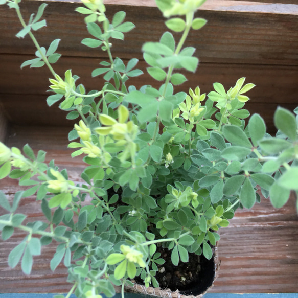 ポットごと♡フワフワ♡ロータスブリムストーン♡観葉植物♡ガーデニング♡インテリア♡ 4枚目の画像