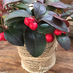 麻布アレンジ♡赤い実が可愛い♡チェッカーベリー♡観葉植物♡インテリア♡多肉植物 3枚目の画像