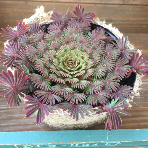 美しい♡丈夫♡孔雀の舞♡オキザリス♡観葉植物♡多肉植物