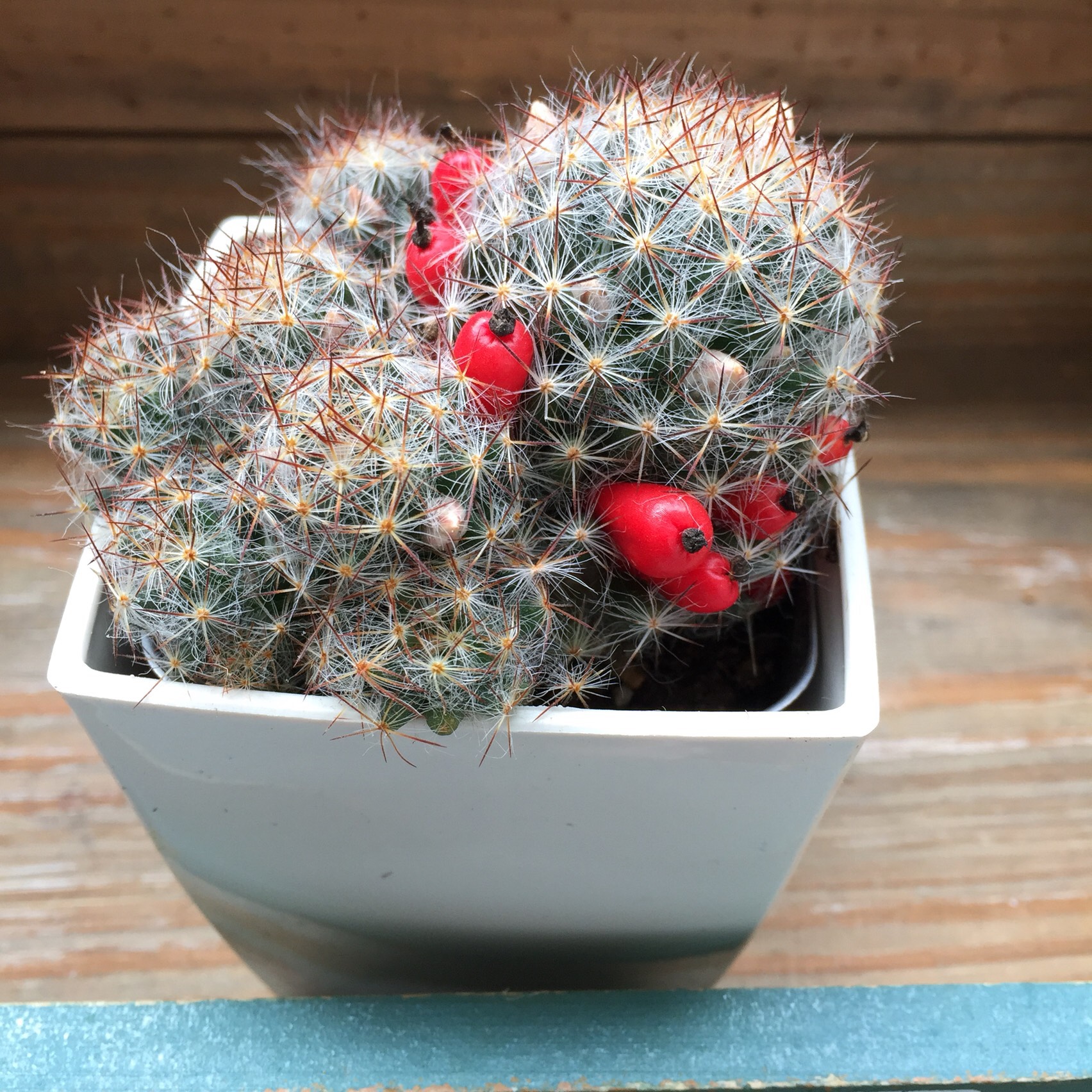 赤い実つき♡マミラリア♡松霞♡サボテン♡多肉植物♡ガーデニング 人