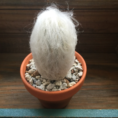 鉢つき♡入荷♡フワフワ♡ヒゲ爺さん♡サボテン♡多肉植物