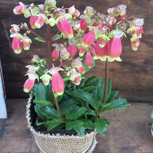 麻布アレンジ♡豪華で育てやすい♡多肉植物♡ウェンディ♡ベル型の花♡インテリア♡ 2枚目の画像