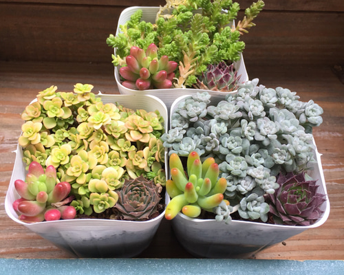 多肉植物セット（エケベリア・セダム）*3 楽天市場】432 3＋1 セダム レッドベリーセッカ 多肉植物 ポット