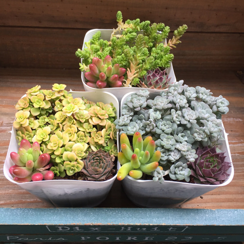 SALE♡セダム畑3個セット①♡多肉植物♡ガーデニング♡寄せ植え 