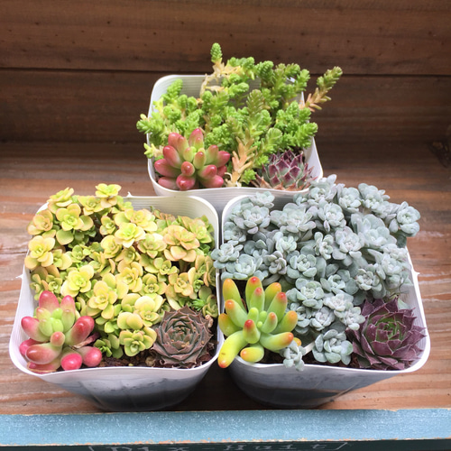 SALE♡セダム畑3個セット①♡多肉植物♡ガーデニング♡寄せ植え