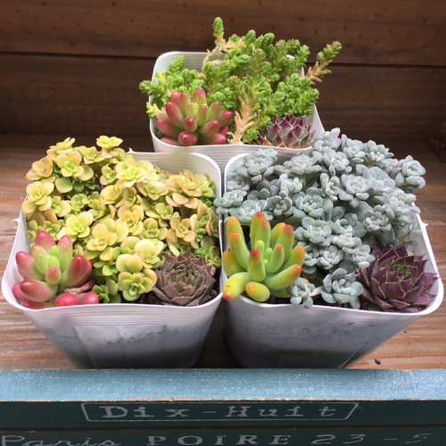 ★★セダム畑❤️★寄せ植え★このまま飾れます★ちまちまキュンキュン★多肉植物 セダム畑❤️☆ちまちま寄せ☆寄せ植え☆モリモリ♪♪☆多肉植物