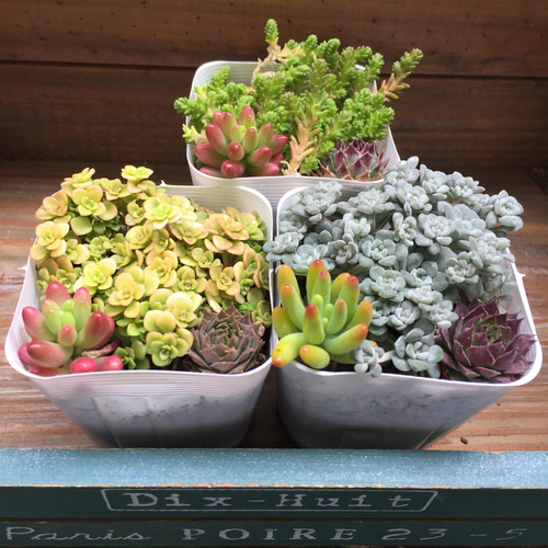 ★★セダム畑❤️★このまま飾れます★寄せ植え★ちまちまキュンキュン★多肉植物 多肉植物の魅力が詰まったカラフルちまちま寄せ | ブログ版