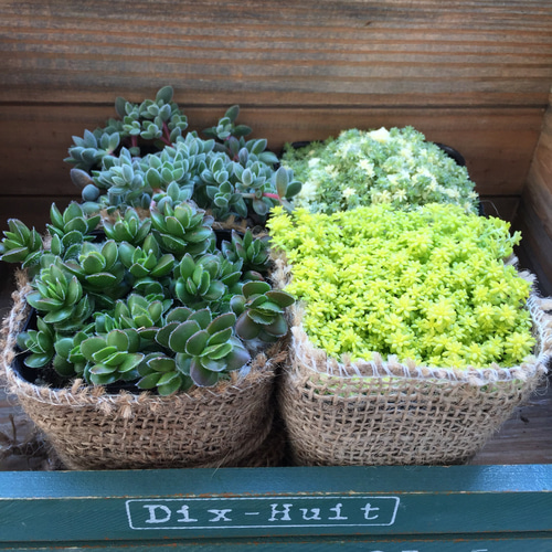 多肉植物 セダム4種セット⭐️画像に映っている部分全てカットし