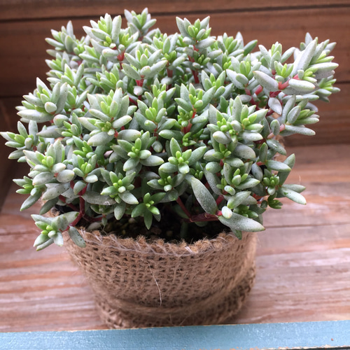 麻布アレンジ♡まるで木♡多肉植物♡パンクチュラータ