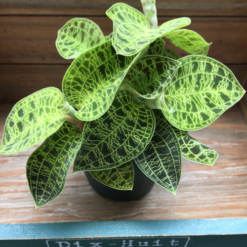 大株♡キラキラ光る葉脈♡宝石蘭♡ジュエルオーキッド♡多肉植物♡観葉