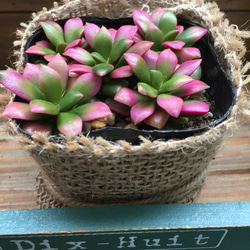 麻布アレンジ♡ピンクの多肉植物♡桜吹雪♡ガーデニング♡インテリア 1枚目の画像