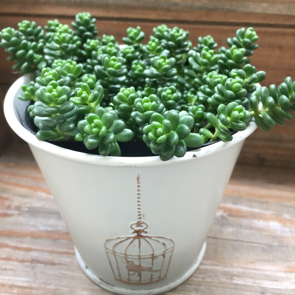 アレンジセット♡白花タイトゴメ➕白鳥鉢♡多肉植物♡セダム