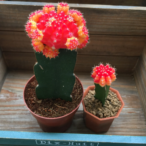 3倍の大きさ♡子株いっぱい♡緋牡丹♡丹頂♡サボテン♡多肉植物