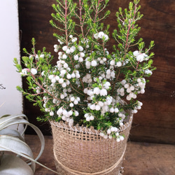 まるで雪のような花♡コットンヒース♡麻布アレンジ♡多肉植物♡観葉植物♡ 1枚目の画像