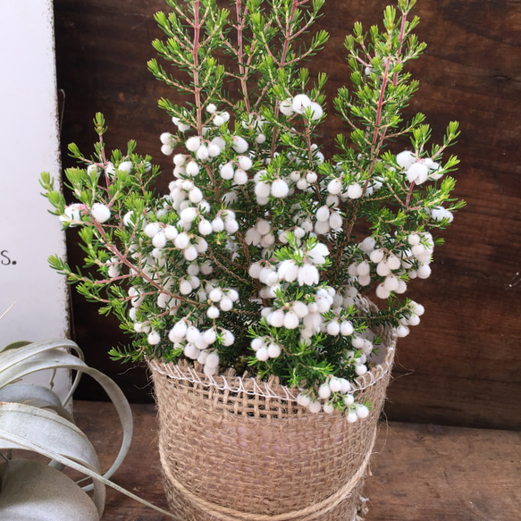 まるで雪のような花♡コットンヒース♡麻布アレンジ♡多肉植物♡観葉植物♡ 1枚目の画像