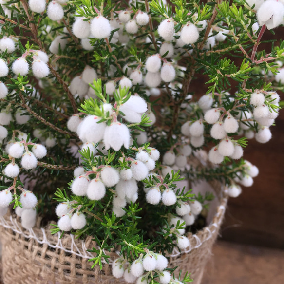 まるで雪のような花♡コットンヒース♡麻布アレンジ♡多肉植物♡観葉植物♡ 2枚目の画像