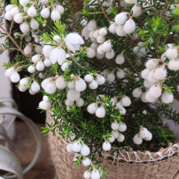 まるで雪のような花♡コットンヒース♡麻布アレンジ♡多肉植物♡観葉植物♡ 4枚目の画像