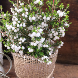 まるで雪のような花♡コットンヒース♡麻布アレンジ♡多肉植物♡観葉植物♡ 5枚目の画像