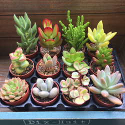 ボード　ヴィンテージ　ガーデニング　インテリア雑貨ハンドメイド　多肉 ボード ヴィンテージ ガーデニング インテリア雑貨ハンドメイド 多肉