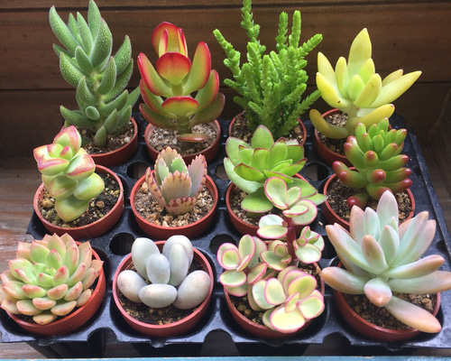 ☆多肉植物 寄せ植え〜カート寄せ〜そのまま飾れます(*^ω^