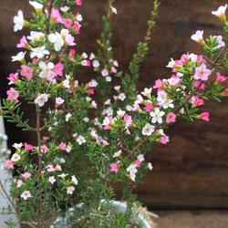 希少♡グラデーション♡マイクロワックス♡麻布アレンジ♡ガーデニング♡多肉植物♡インテリア 2枚目の画像