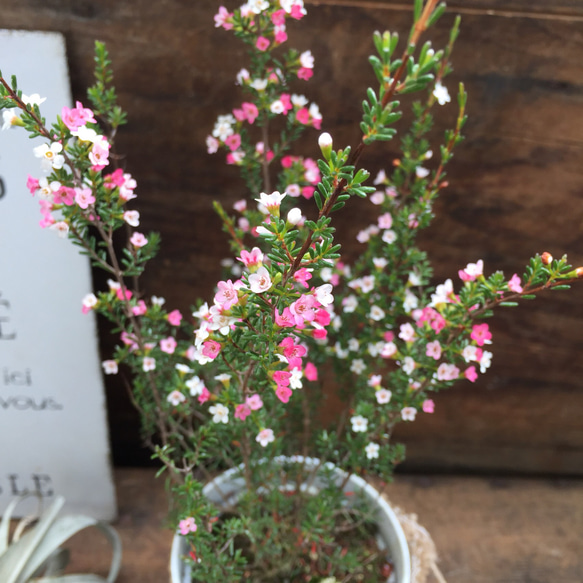 希少♡グラデーション♡マイクロワックス♡麻布アレンジ♡ガーデニング♡多肉植物♡インテリア 4枚目の画像