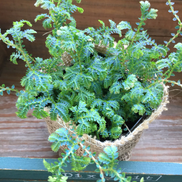 レインボーファン♡深海のような植物♡エメラルドグリーン♡観葉植物♡多肉植物♡ガーデニング♡ 4枚目の画像